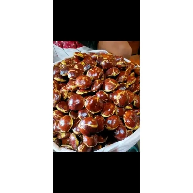 Jengkol Tua/Sepi Super Murag 1Kg Fresh Kecombrang 5