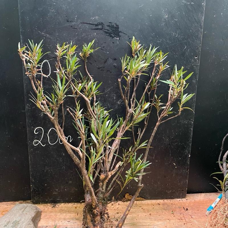 Mị nương rừng s lớn trang trí hồ thuỷ sinh Ngẫu nhiên.