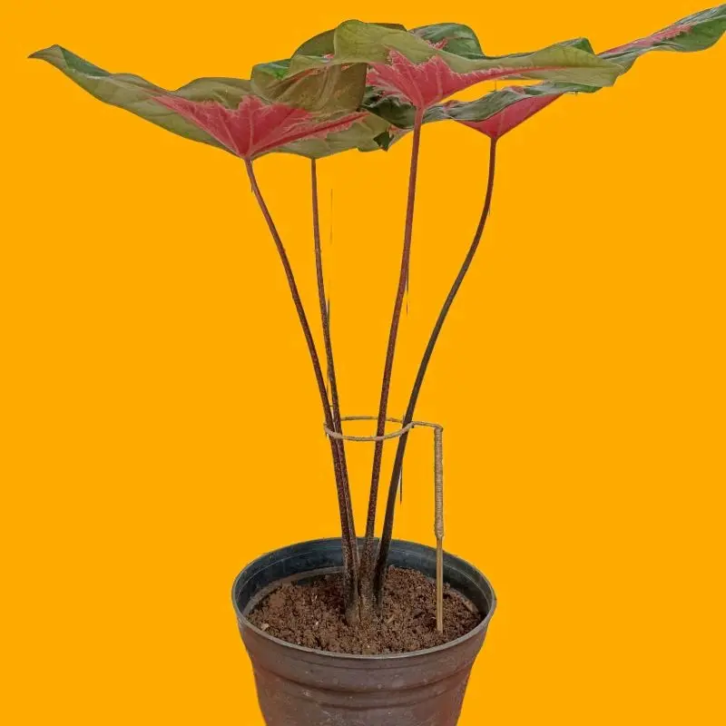 Turus Penyangga Tanaman Hias Keladi/Turus Bulat Keladi/Alocasia