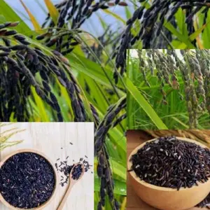 Benih padi ketan hitam super unggul 1 kg