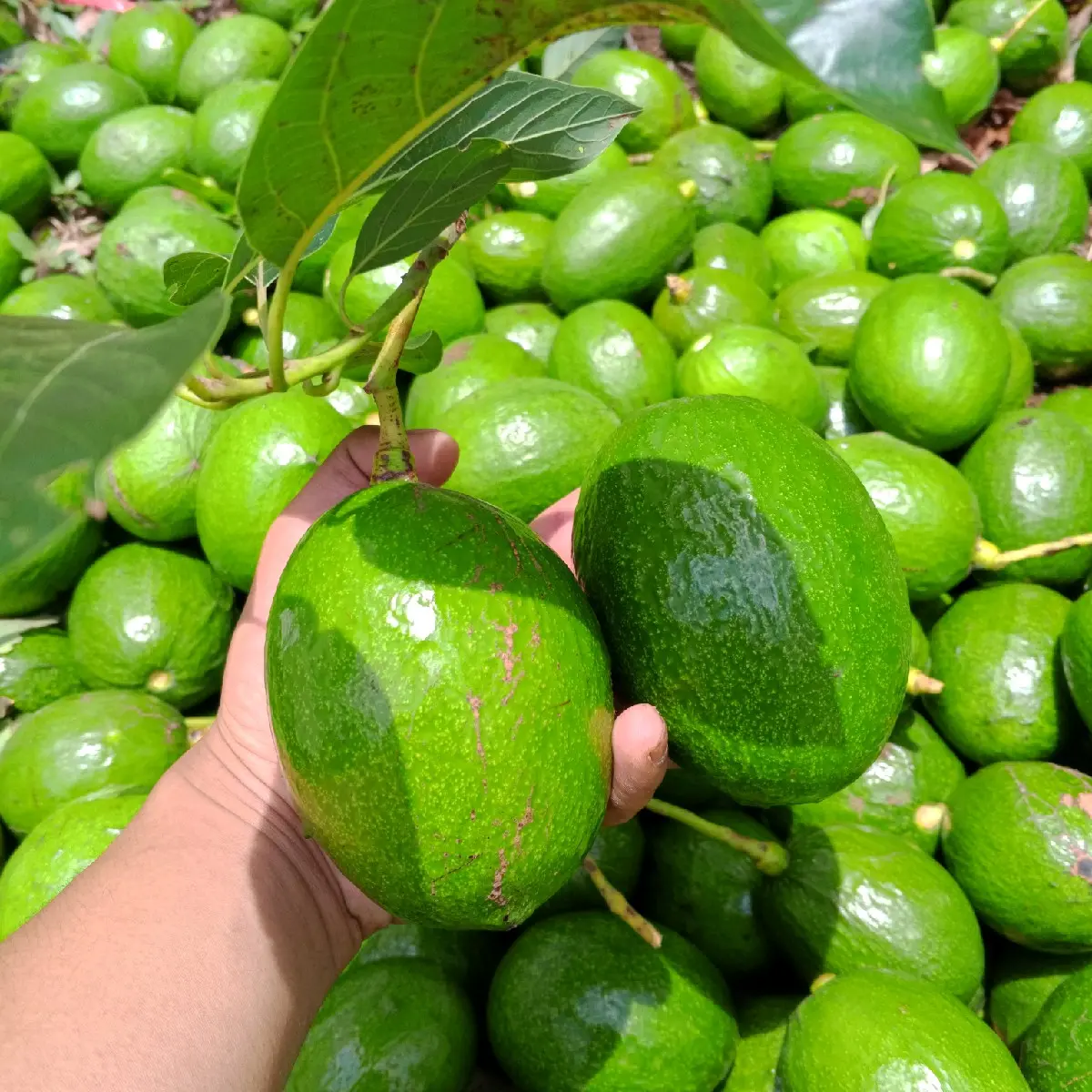 Alpukat Mentega Mini Bergaransi 1kg isi 5-6 buah Frozen
