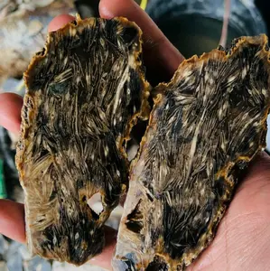 Baturaja merak Sindang/Yaman wulung merak Sindang