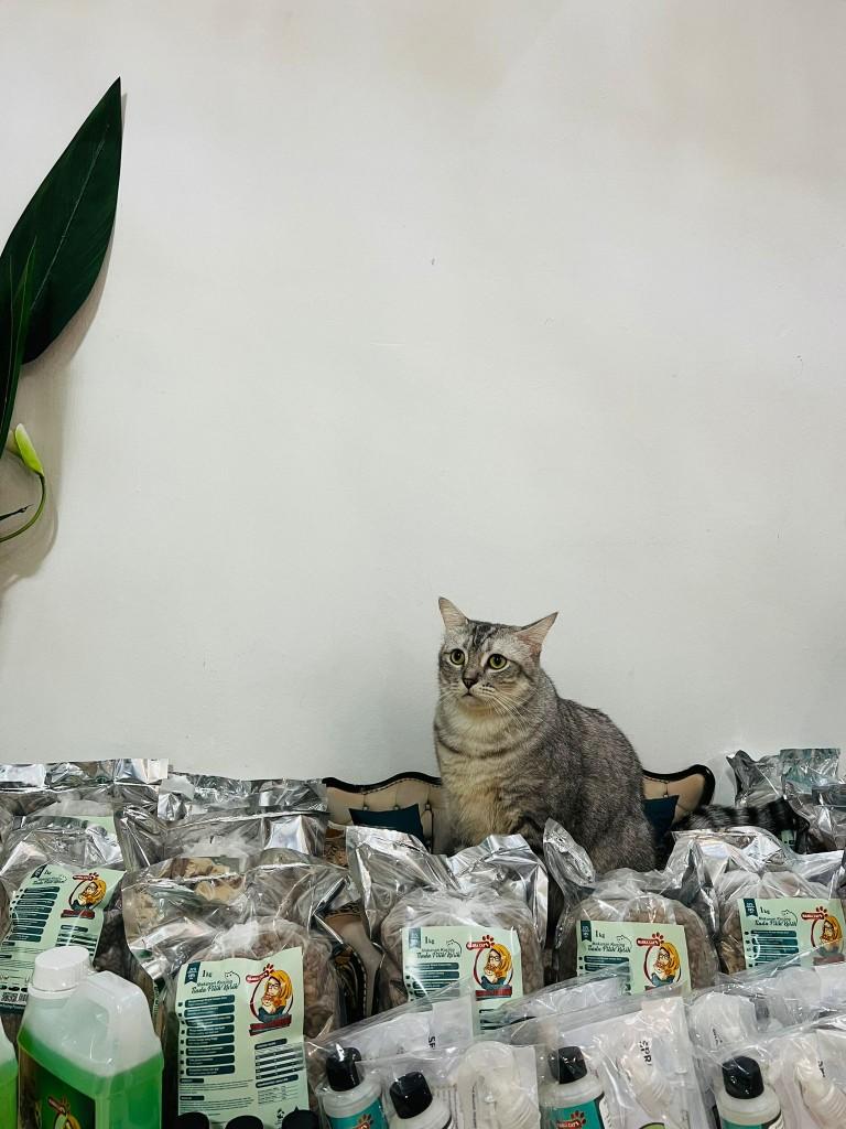 Product Introduction of Masha Cat dried kibbles  of Tuna paste and Chicken protein 3