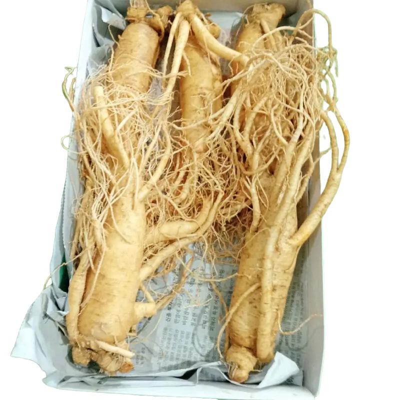 Nhân sâm Hàn Quốc #5 củ 1ký 6 nămi tăng cường sức khỏe ăn ngon ngủ ngon tăng đề kháng