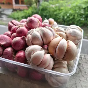 Mix Bawang Putih Sinco dan Bamer