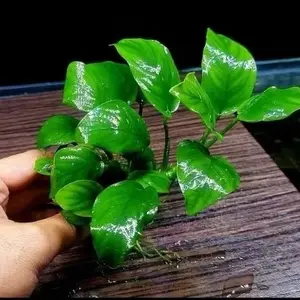 Anubias Nana Tanaman Aquascape low co2