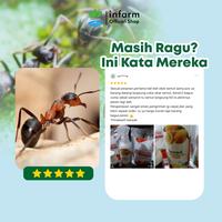 Gambar INFARM - Semut Botanical Repellent 250 mL Pengusir Semut Organik Aromatic Lemon Vegan & Ramah Lingkungan, anti semut Pengusir Semut Organik Aromatic dengan Minyak Esensial Lemon Vegan Ramah Lingkungan Formula Pengusir Semut - Pembasmi - SEMUT 100ML dari Infarm Kota Administrasi Jakarta Barat 5 Tokopedia