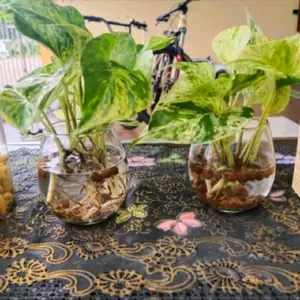 Vas Bunga Kaca Bening Minimalis Hiasan Meja Kamar Tidur Ruang Tamu ( bulat )