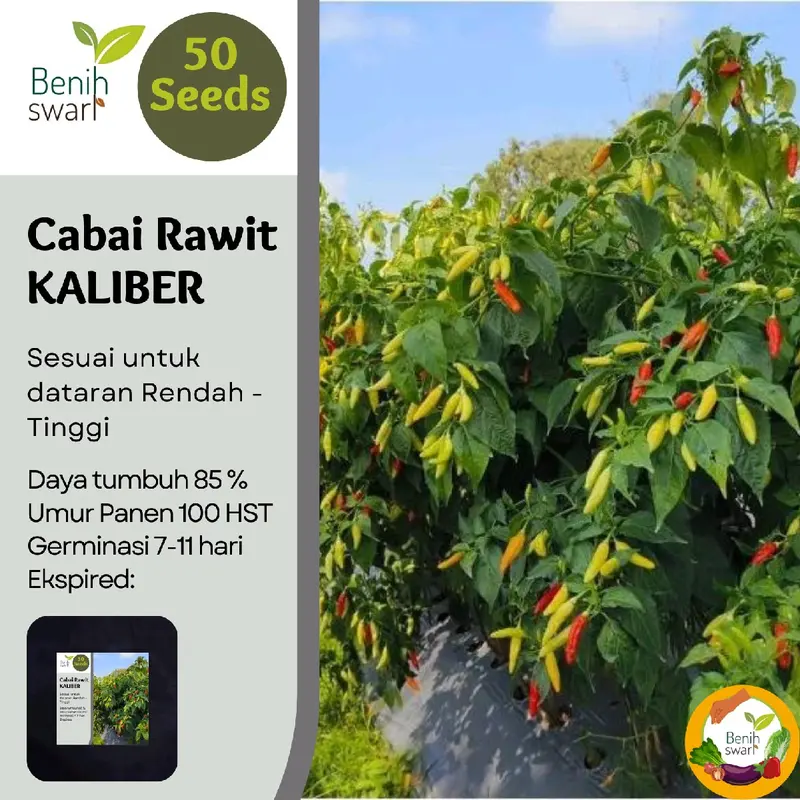 Isi 50 Butir Benih Cabe / Cabai Rawit KALIBER 3