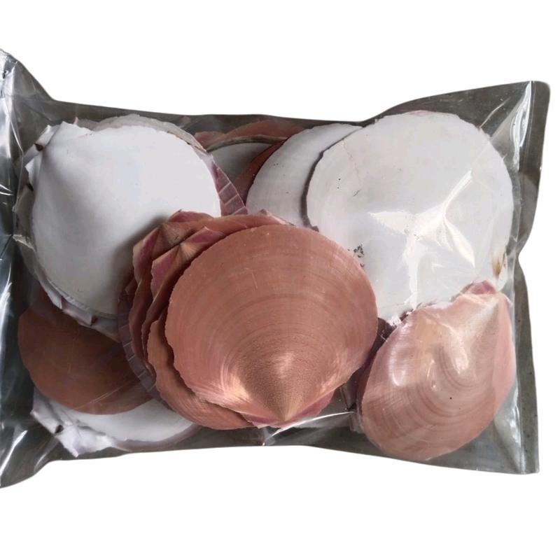 kulit kerang simping untuk kerajinan dan filter kolam 4