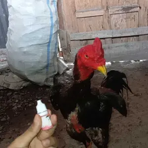 KOREP ++ - ampuh 24 mengatasi korep pada ayam / isi 5 ml