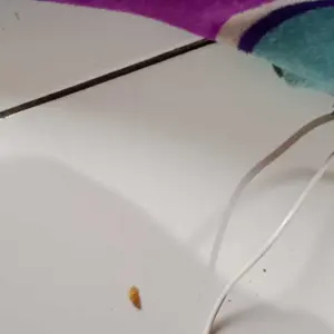 Kinkatze Gunting Kuku Kucing Anjing Kelinci / Alat Perawatan Kuku Anabul/ Pet Nail Clippers Hewan Peliharaan