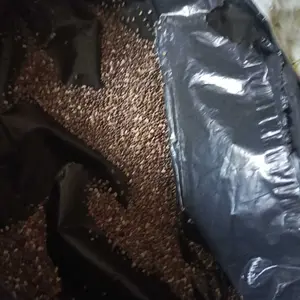 Chia Seed Organik 1 kg Biji Chiaseed Cia Hitam Mexico Premium Safiya