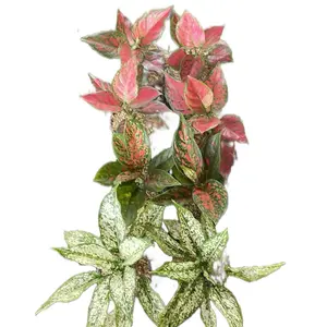 Paket 8 agloenema lokal murah