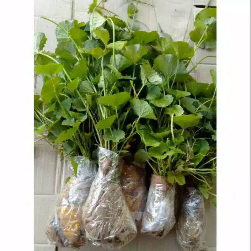 Bibit daun pegagan /antanan per 3bibit sudah ada akar media tanah siap kirim