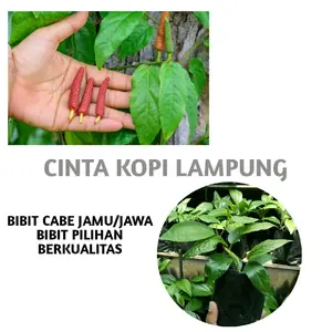 BIBIT Cabe Jamu/cabe Jawa termurah bibit pilihan untuk Taman dan Kebun Anda Tanaman Hijau Merah