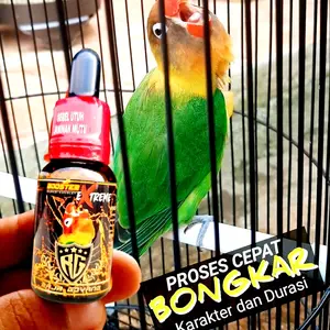 OIL BOOSTER EXTREM ,PENGGACOR BURUNG LOVEBIRD TERBAIK