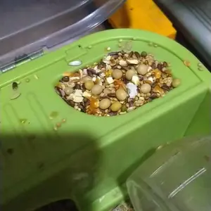 MAKANAN HAMSTER MIX PREMIUM 500 GRAM BONUS POPCORN HAMSTERFOOD BERGIZI ANTI PELET SANGRAI ANTI KUTU