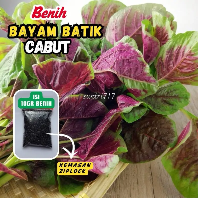 10gr Benih Bayam Batik Belang Warna Merah Hijau 0