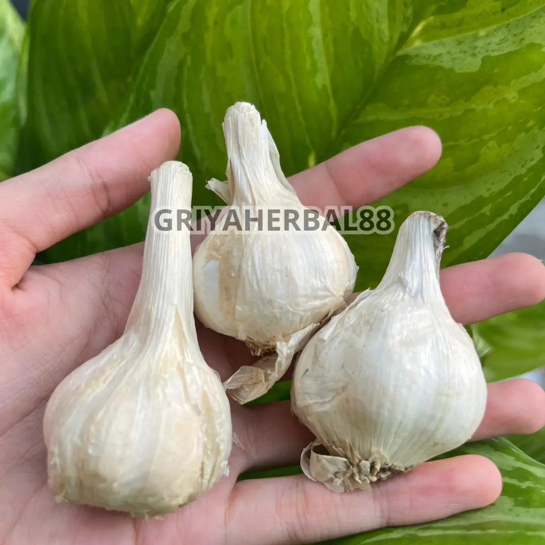 BAPUT KATING 500GR 1 KG  BAWANG PUTIH KATING FRESH
