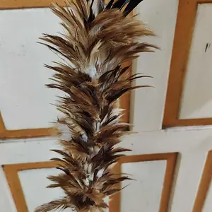 Kemucing bulu ayam besar