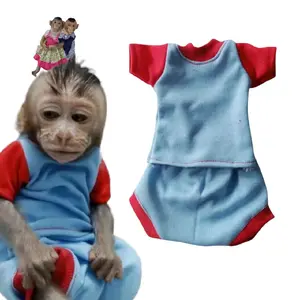 baju hewan monyet model kaos setelan dengan pariasi warna