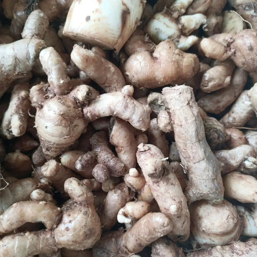 kunyit putih/ temu putih segar 500 gram siap kirim