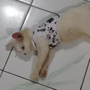 baju kucing anjing kelinci monyet lucu murah motif tulang