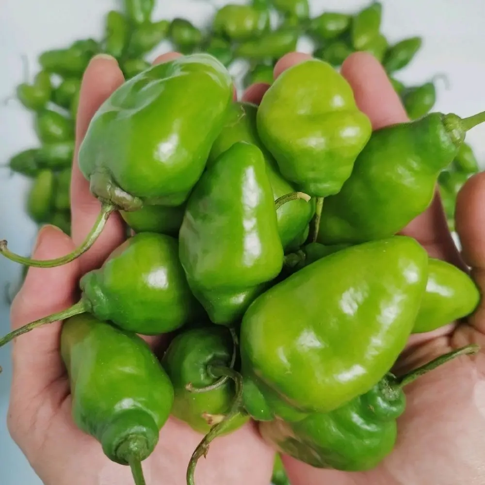 Cabe gendot segar-langsung dari kebun-Cabai Premium