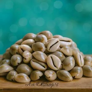 Kerang kuwuk Bekel isi 50 biji Kerang Asli Mainan Anak Jaman Dulu