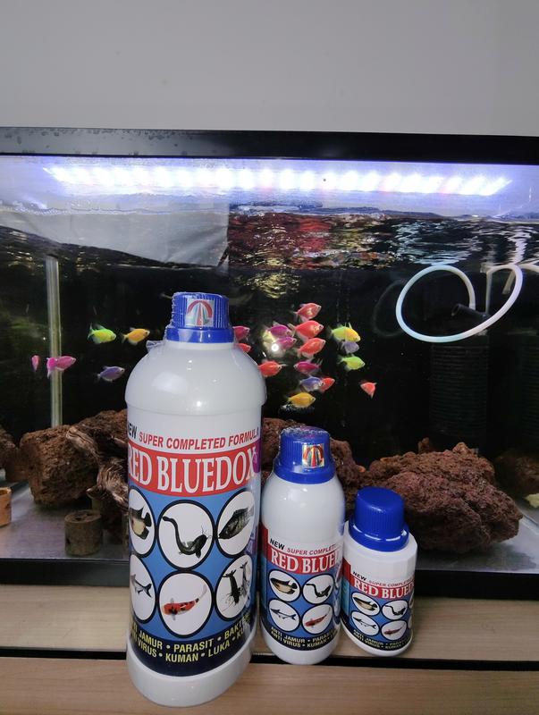 RED BLUEDOX FIRST HAND OBAT KUTU JAMUR PARASIT BAKTERI LUKA AEROMONAS WHITE SPOT WHITESPOT SIRIP RUSAK ICHTHYOPHTHIRIUS SEGALA JENIS IKAN AIR TAWAR ORI 5