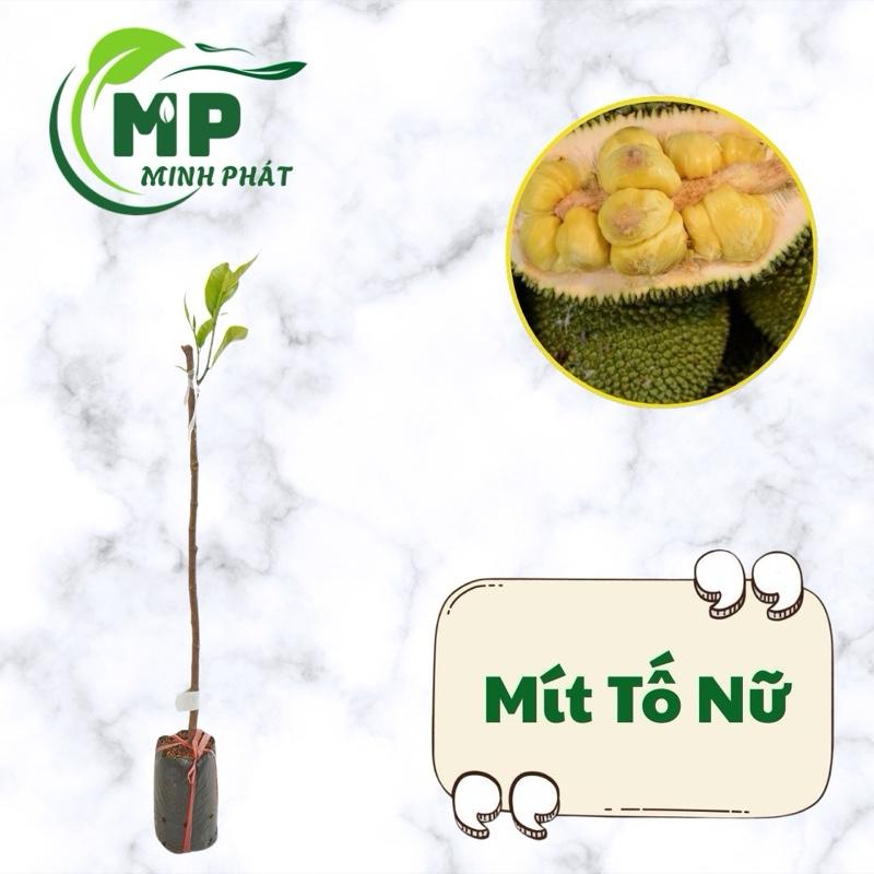 Cây giống Mít Tố Nữ năng suất cao cây ghép