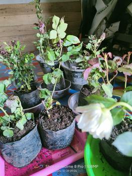 Product Review of Paket Pot Plastik Hitam isi 10 Kualitas  Import 5 Holland 5 +1 from m**0 3