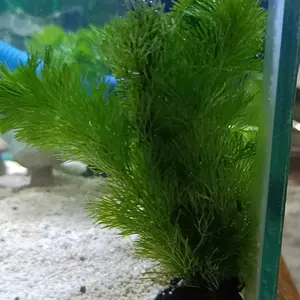 Cabomba hijau media wabikusa