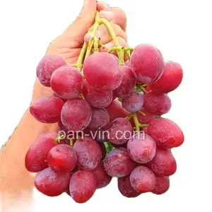 benih anggur merah  jenis shakira anggur merha cruncy dan mushcat