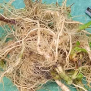 Akar bandotan segar akar bandotan fresh 500 gram-az