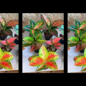 AGLONEMA PAKET MAHASETI CAMPUR 5