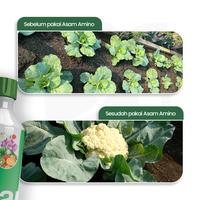 Gambar Dokter Tani - Pupuk Asam Amino Cair 500 ml | Pemacu Pertumbuhan dan Pelebat Bunga & Buah | Membantu Memulihkan Tanaman dari Stres akibat Biotik dan Abiotik dari Dokter Tani ID Kab. Klaten 3 Tokopedia