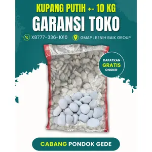 +- 10 Kg Batu Coral Kupang Putih ( Sebesar Koin 500an /10 kg) Koral Krikil KEcil & Besar Karung Karungan Kilo