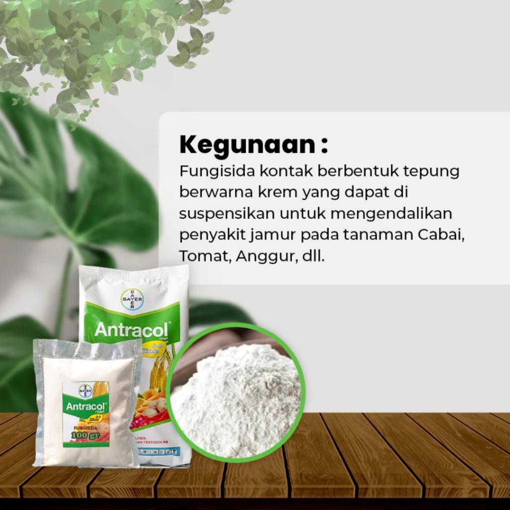 [Beli 1 Gratis 1] Antracol 70 WP Bayer 1KG | Perlindungan Jamur untuk Tanaman Sayuran, Buah & Hortikultura