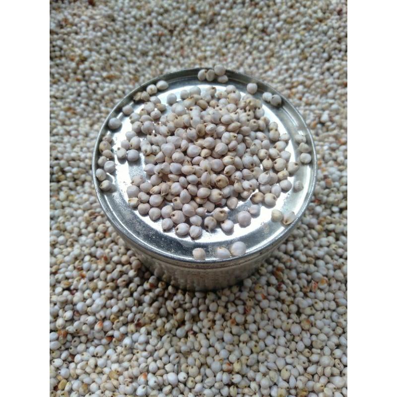 1 KG BIJI SORGUM BIOGUMA - BENIH SORGUM BIOGUMA BERKUALITAS 0