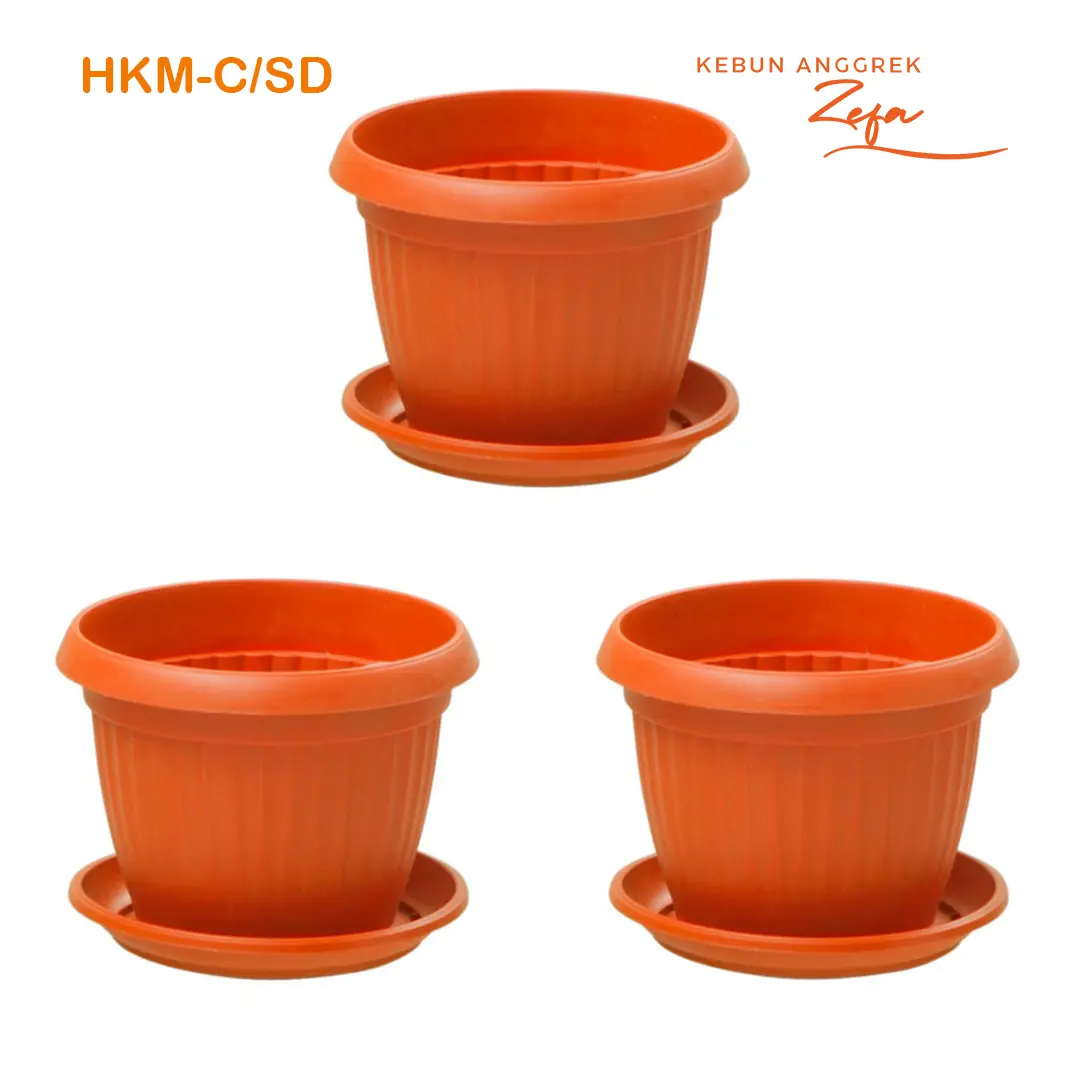 pot hitam ANGGREK CATTLEYA PRA RMJ BEDA WARNA (HKM-C/SD)