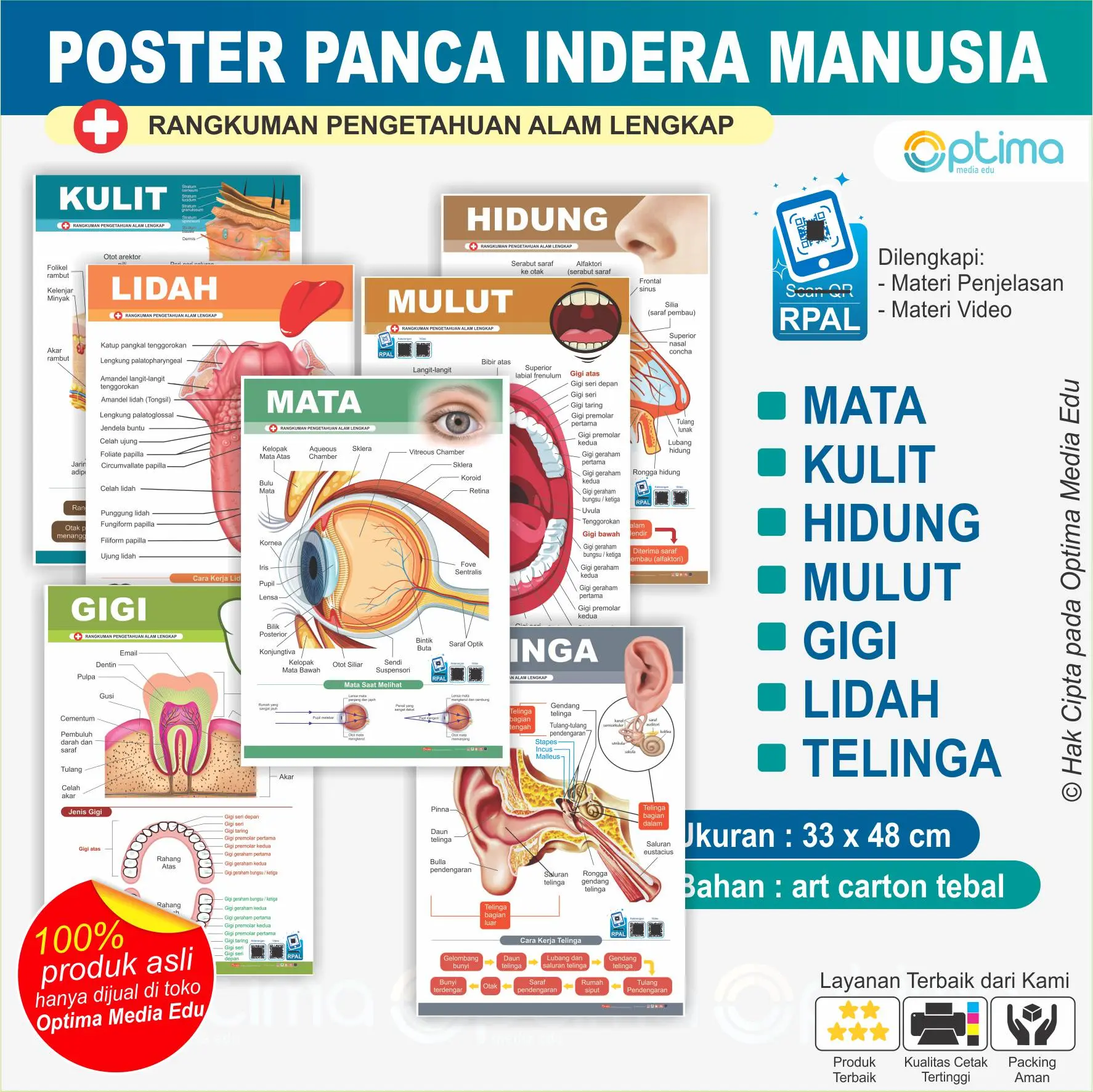 Poster Anatomi Bagian dan Fungsi Panca Indera Manusia ,mulut, hidung, telinga, mulut, gigi, lidah, telinga