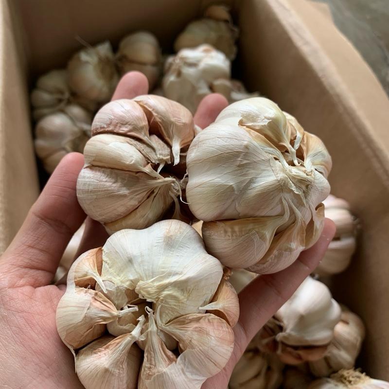 Bawang Putih Sinco untuk bumbu 0