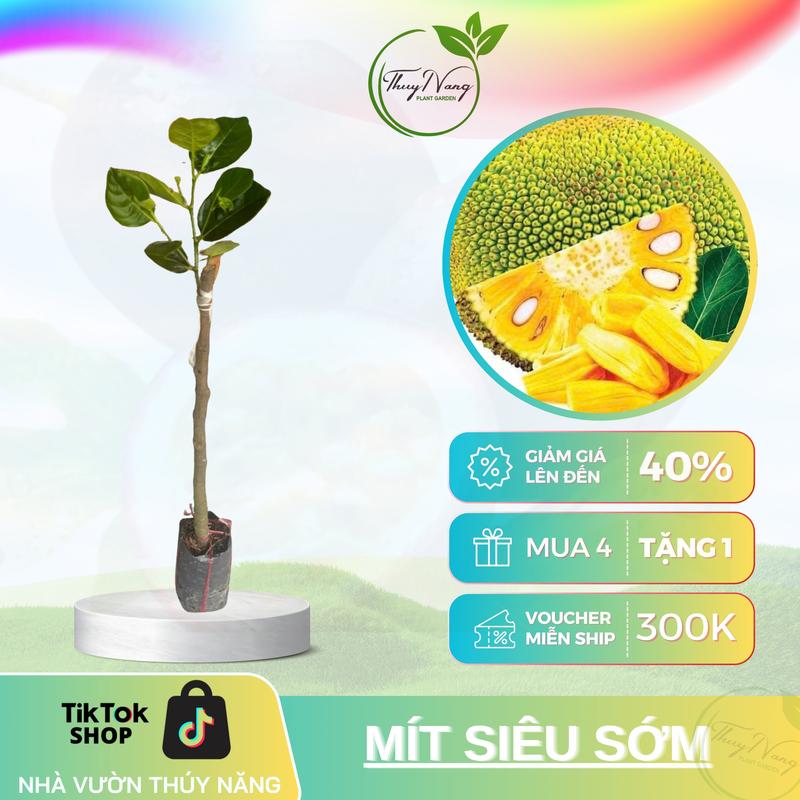 Cây giống Mít Thái Siêu Sớm - Nguồn gốc rõ ràng