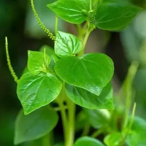 Daun sirih cina untuk obat herbal alternatif dijual per 100gram