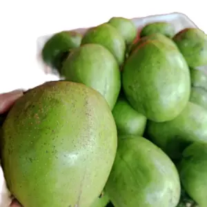 kedondong bangkok kriyuk baru petik