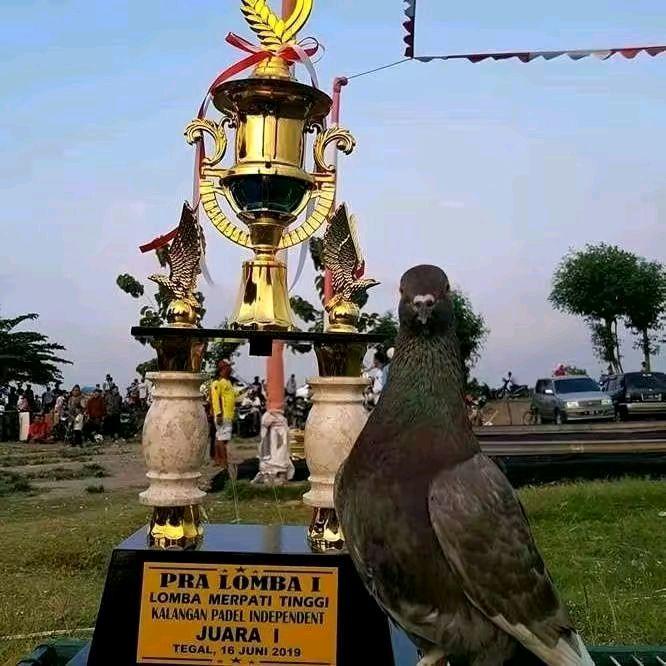 JAMU MERPATI PIL GOTRI 250 BUTIR KHUSUS TERBANG 5