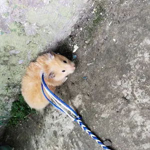 Tali Tuntun Hamster Harness Tupai Harnes Badan Sugar Glider Gerbil Bajing Marmut Kelinci Kadal