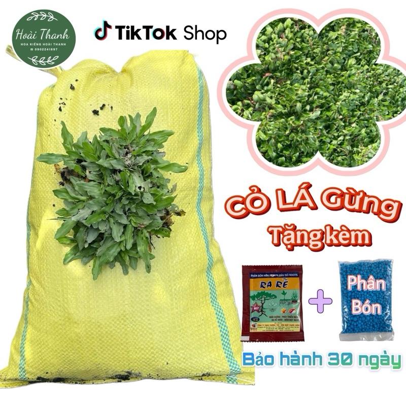 01 {CHỉ Gởi Từ CàMau -- HàNội } 1 Bao Cỏ LÁ GỪNG THÁI trồng được từ 2m5-3m5 vuông + tặng kèm kích rễ & 100g phân bón trang trí sân vườn Cỏ đi xa có bị vàng lá Bảo Hành 30 Ngày